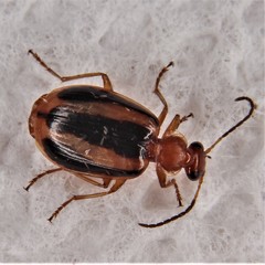 Lebia solea