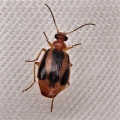 Lebia solea