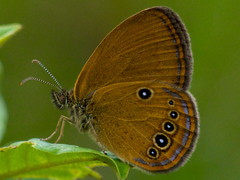 Coenonympha oedippus