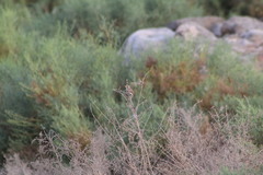 Passerculus sandwichensis rostratus