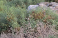 Passerculus sandwichensis rostratus
