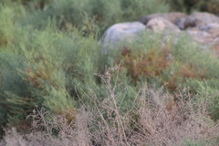 Passerculus sandwichensis rostratus