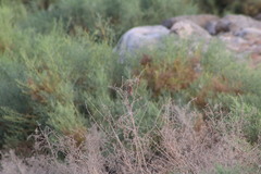 Passerculus sandwichensis rostratus