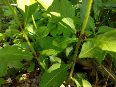 Triosteum aurantiacum