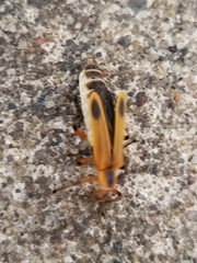 Chauliognathus marginatus