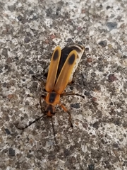 Chauliognathus marginatus