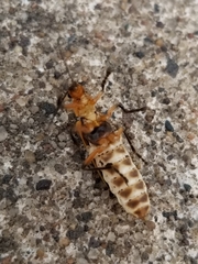 Chauliognathus marginatus