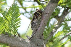 Diceroprocta viridifascia
