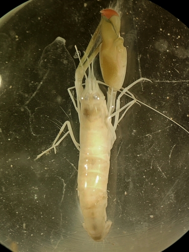 Alpheus malabaricus in life