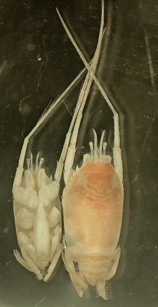 Mastigochirus gracilis