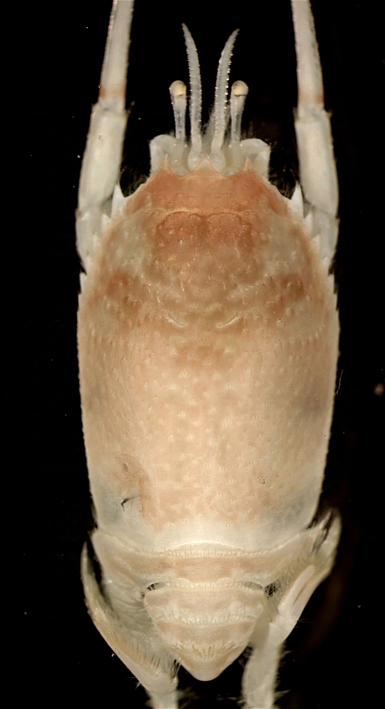 Mastigochirus