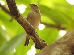Sicalis columbiana