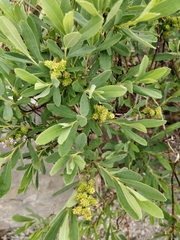 Myrica