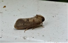 Acrolophus plumifrontella