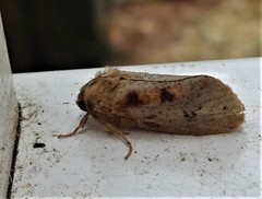 Acrolophus plumifrontella