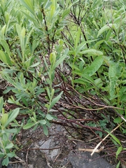 Myrica