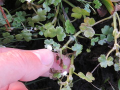 Ranunculus hederaceus