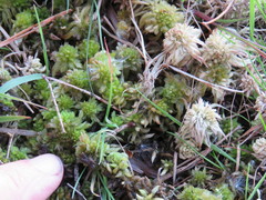 Sphagnum denticulatum
