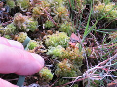 Sphagnum denticulatum