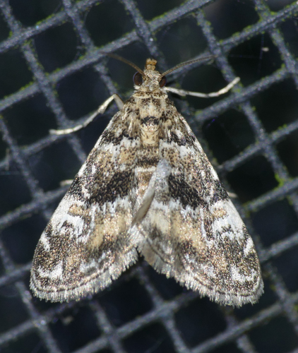 Waterlily Leafcutter Moth