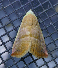 Eublemma cinnamomea