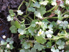 Ranunculus hederaceus