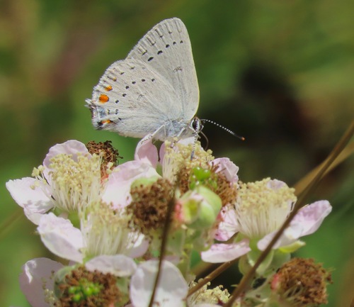 Sylvan Hairstreak photo 3