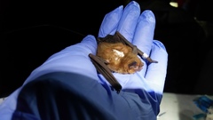 Myotis grisescens