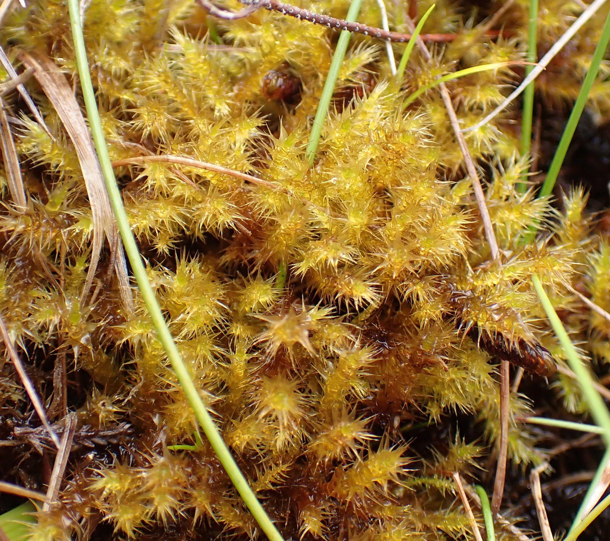 Campylium stellatum
