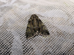 Polyphaenis sericata