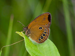 Coenonympha oedippus