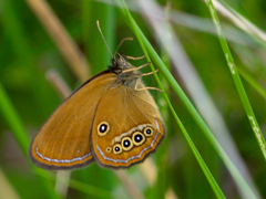 Coenonympha oedippus