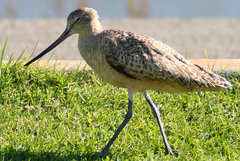 Limosa fedoa