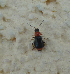 Ebaeus