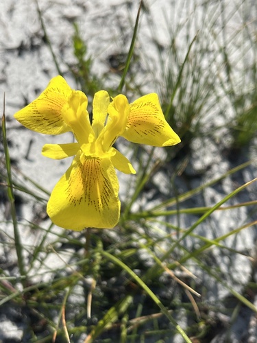 Image of Moraea neglecta by (c) Charleen Brunke, some rights reserved (CC BY)