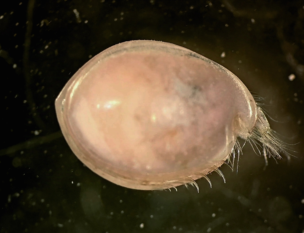 Cyclasteropinae