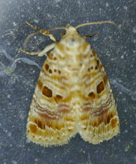 Diastema tigris