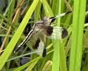 Pied Paddy Skimmer