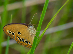 Coenonympha oedippus