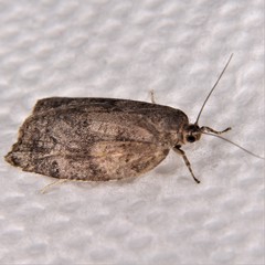 Choristoneura conflictana