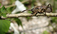 Nesoecia insignis