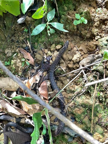 Annam kukri snake