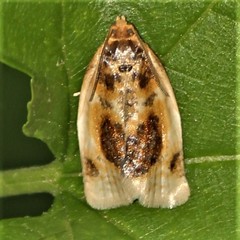 Clepsis melaleucanus