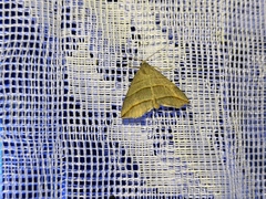 Colobochyla salicalis