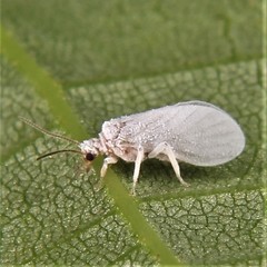 Coniopteryx