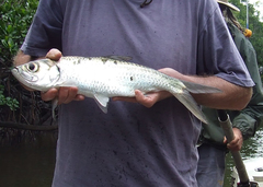 Megalops cyprinoides