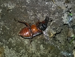 Platycerus caraboides