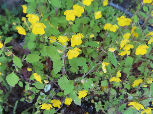 Image of Hemimeris racemosa by (c) linkie, some rights reserved (CC BY)