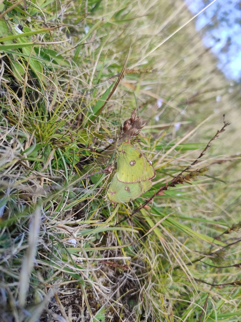 Berger's Clouded Yellow