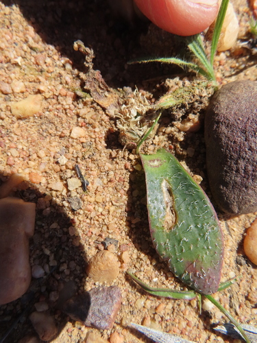 Image of Massonia tenella by (c) linkie, some rights reserved (CC BY)
